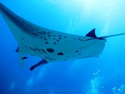 Maldives Emperor liveaboard Maldives Emperor liveaboard